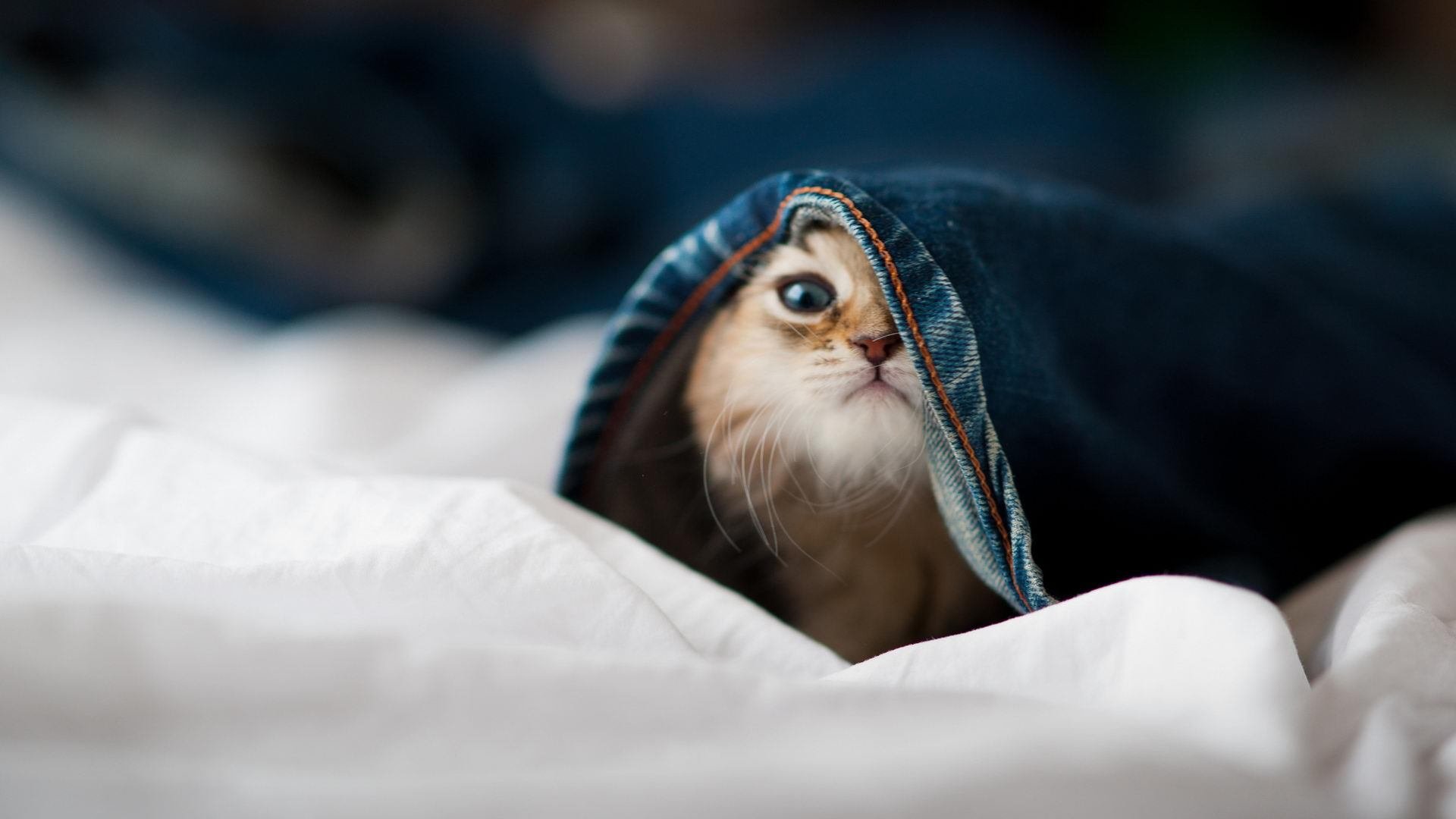 AYX SPORTS-中国篮球裁判职业化升级，争议得以减少，我国篮球裁判员等级包括哪些