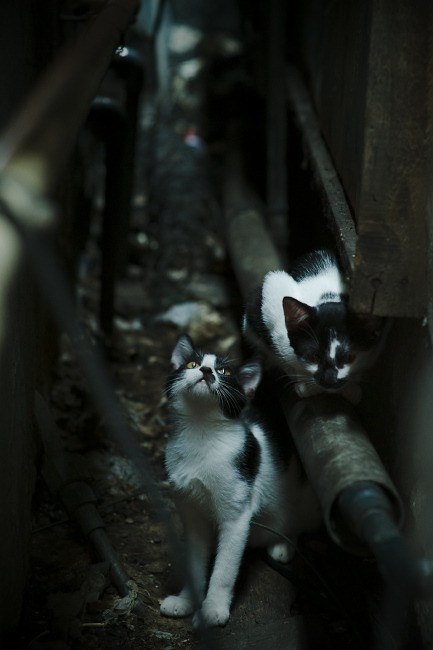 爱游戏官方-T1赛事奖金持续增长，t1拿过冠军吗