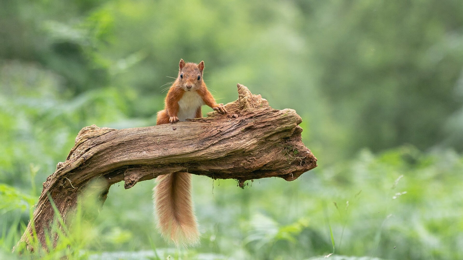 爱游戏娱乐平台-多特蒙德客场惜败，积分榜位置下滑，多特蒙德客场战绩