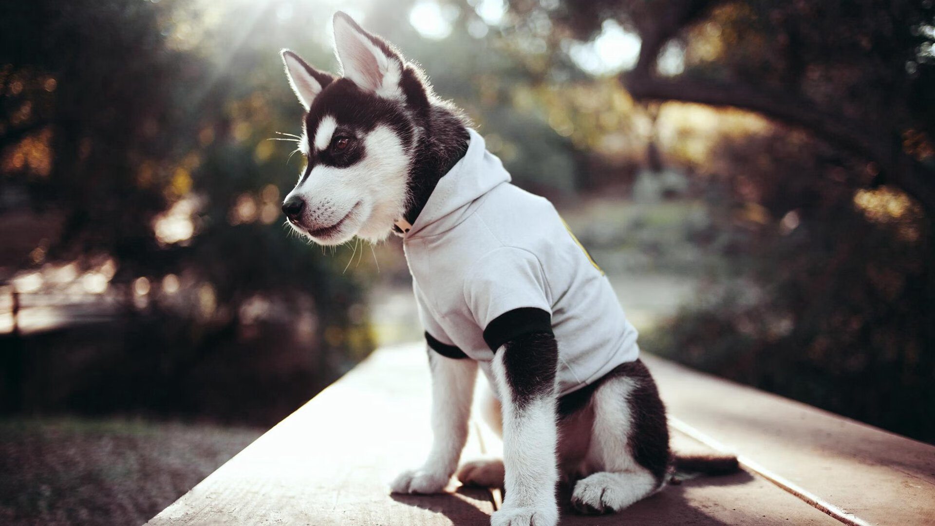 爱游戏中国官方登录入口网站-图穆亚凭借精准传球与极强的突破能力，在橄榄球锦标赛中大放异彩